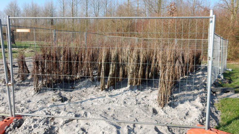 Staatsbosbeheer plant vanaf volgende week 7.800 bomen in de Waarderhout