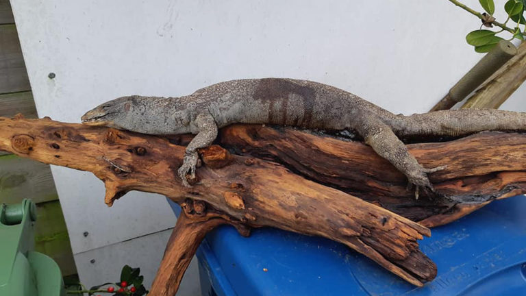 Opgezette varaan zorgt voor onrust en hilariteit in Alkmaarse buurt