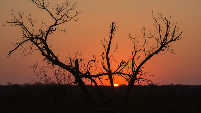 Foto-lezing over dieren in Zuid-Afrikaanse reservaten in serie ‘De Middagen’ ?