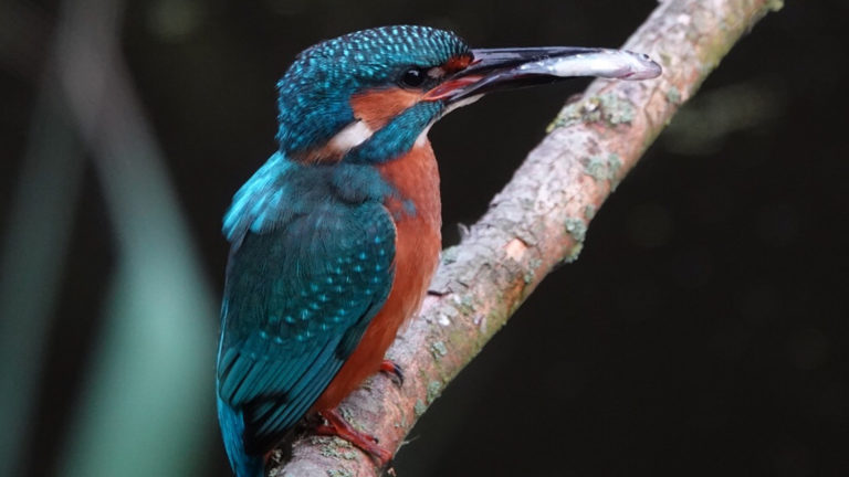 Hortus Alkmaar dit jaar al op zaterdag 21 maart open ?