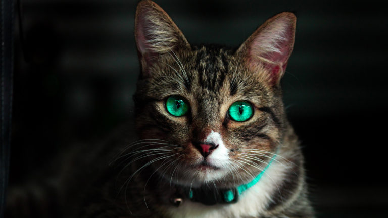 Vier kattenhotels in Noord-Holland slaan de handen ineen: “Zo dragen wij ook een steentje bij”