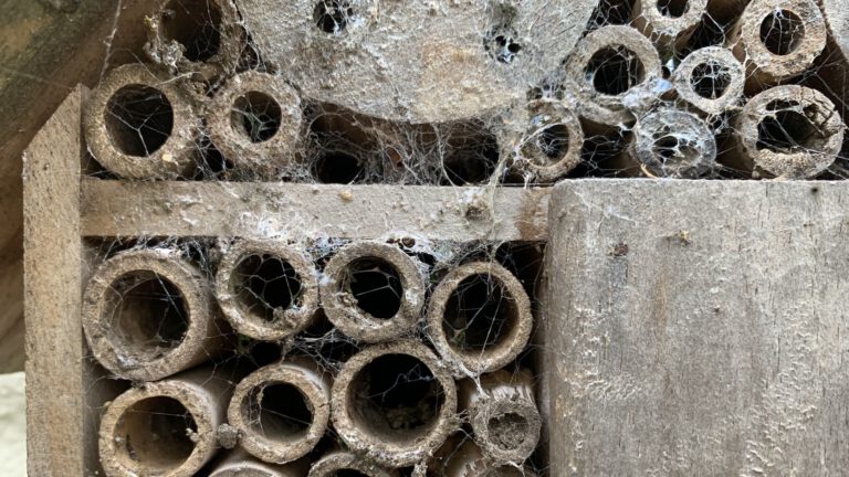 Voor tien euro insectenhotels bouwen bij De Schaapskooi π