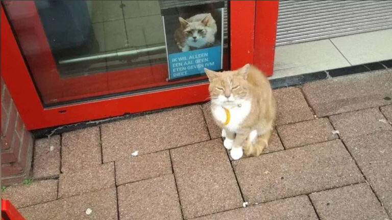 Raadhuisplein-kat Binkie dood aangetroffen: “Bizar hoe geliefd ‘ie was”