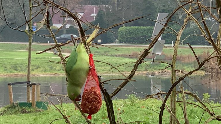 Gemeente Bergen treedt niet op tegen overlast halsbandparkieten