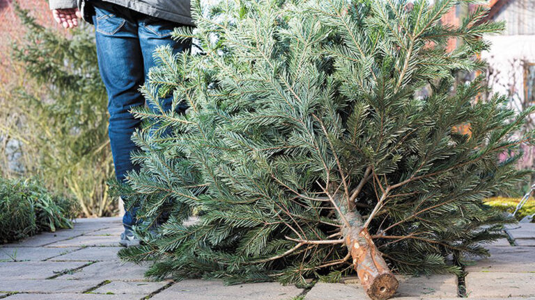 Stadswerk072 haalt kerstbomen vanaf 4 januari zelf op vanwege corona