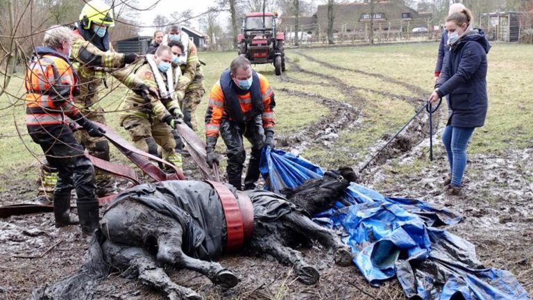 Paard na vijf kwartier gered uit prutsloot bij vakantiepark Buiten Bergen in Aagtdorp