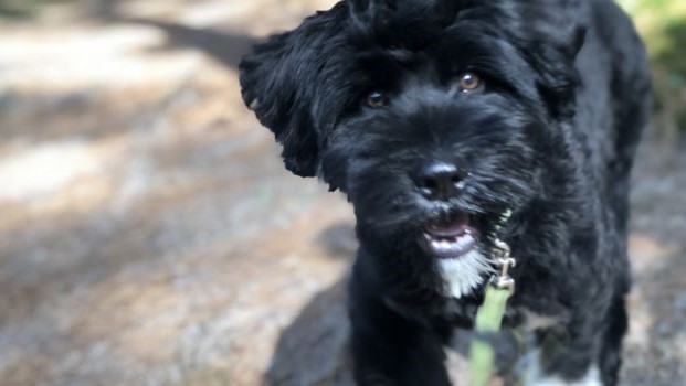 Negen honden uit 500 aanmeldingen genomineerd voor leukste hond van Schoorlse Duinen