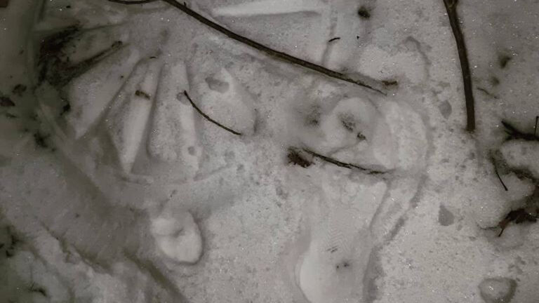 Voetsporen in de sneeuw leiden politie Alkmaar naar twee velgendieven