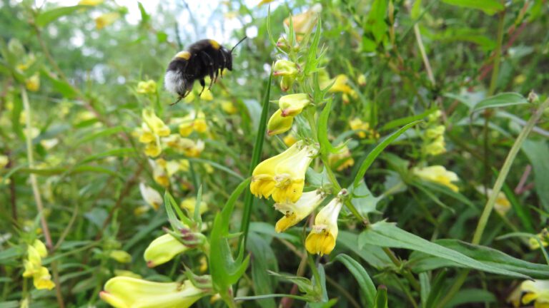IVN hervat natuurwandelingen op zoek naar hengel en hommels in duingebied Bergen π