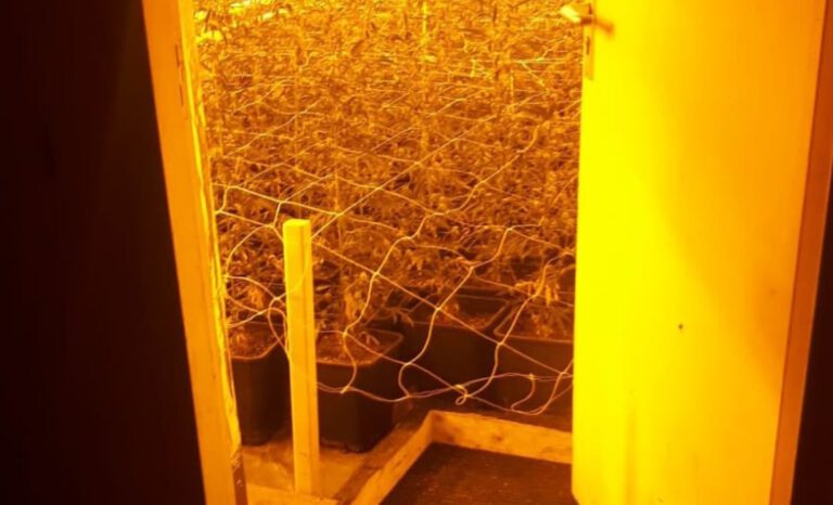 Grote wietplantage opgerold op bedrijventerrein Stompetoren dankzij melding