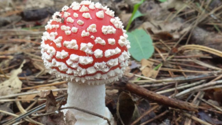 Tekenen van de herfst ontdekken rond de Schaapskooi op 12 september π