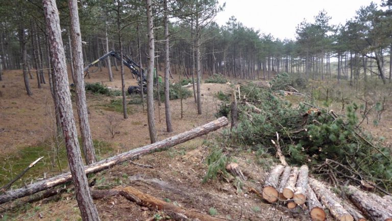 Gratis uitleg van Staatsbosbeheer bij kap Dr. Van Steijnbos π