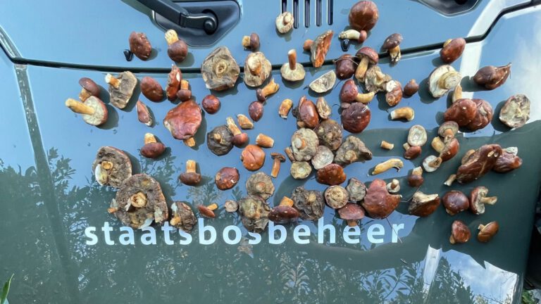 Chef-kok op heterdaad betrapt in Schoorlse Duinen op plukken eekhoorntjesbrood