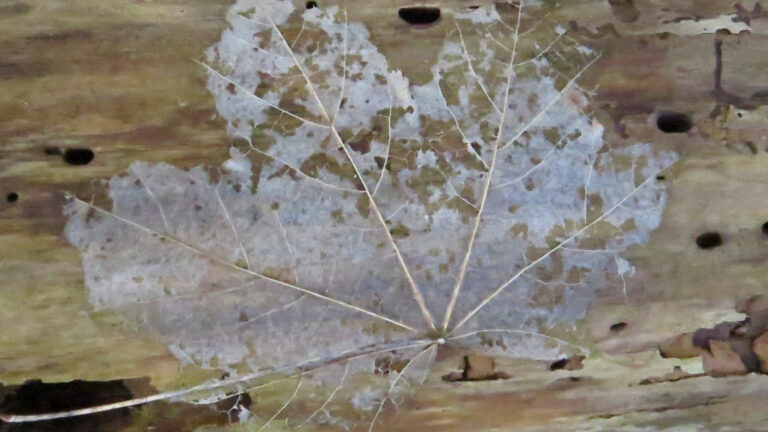 IVN organiseert op 12 december Winterwandeling door Bergense duinen π