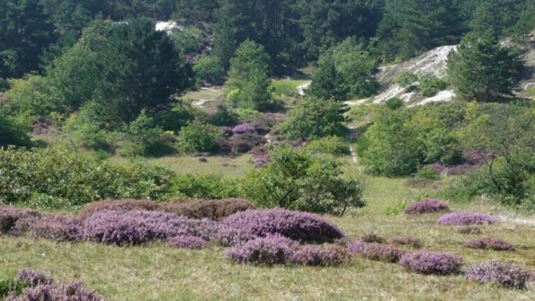 Nog plekken voor workshop fotografie in Schoorlse Duinen π