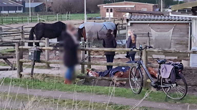 Onderzoek naar gewonde pony bij Waardse paardenstal loopt nog