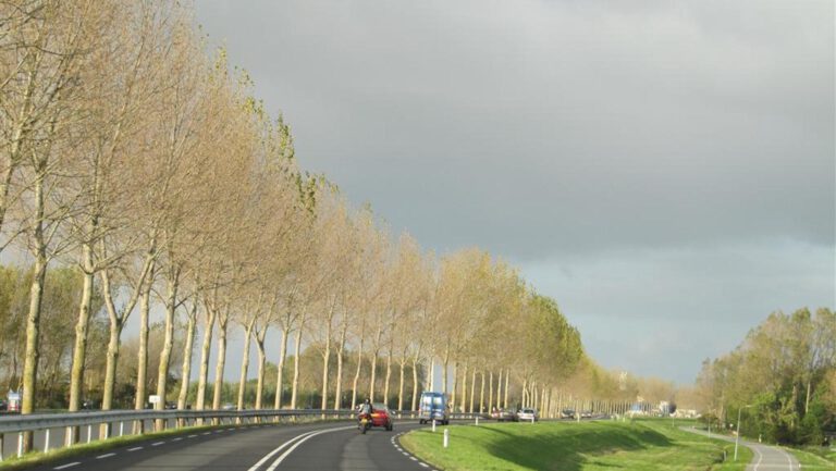 Weekendafsluitingen N244 voor weghalen zieke en oude bomen