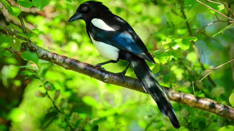 Dag en Dauw lezing over eksters in Wijkcentrum De Oever