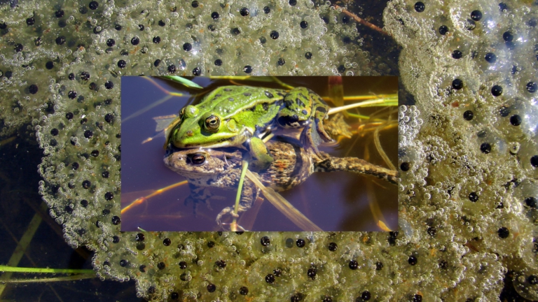 Zondagse voorjaarswandeling op Moederdag rond de Schaapskooi in Bergen 🗓