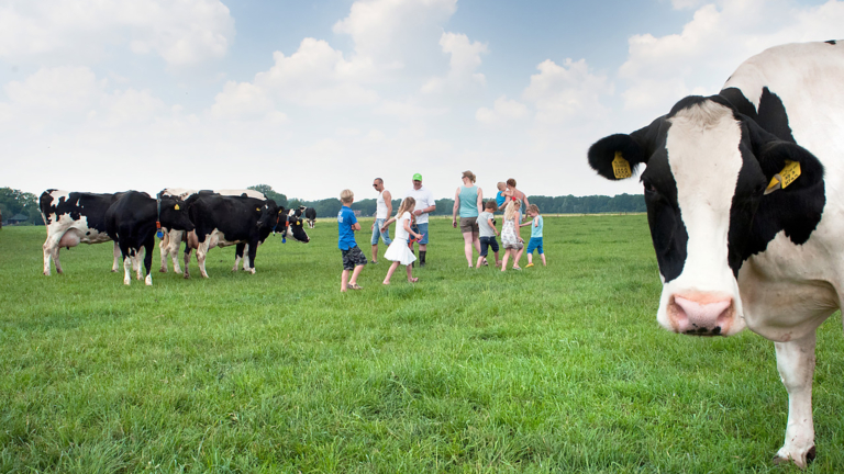 Familie Groot Zuidschermer en hun melkvee doen mee aan Campina Boerderijdagen π
