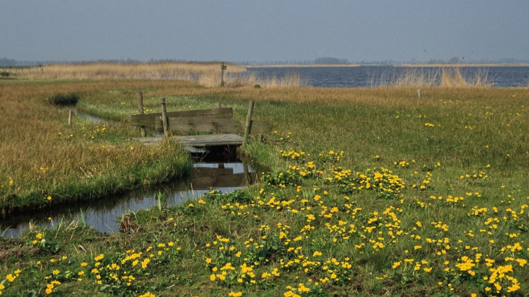 Wandeling met natuurgids door voorjaarsparadijs Limmerdie langs A9 ๐