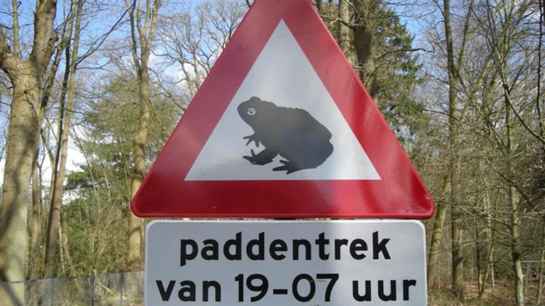 Dramatische terugloop in aantal padden; zeven keer minder in vijf jaar