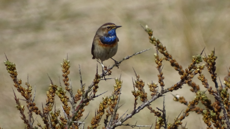 Dauwtrappen en ontbijten in de duinen op Hemelvaartsdag 🗓