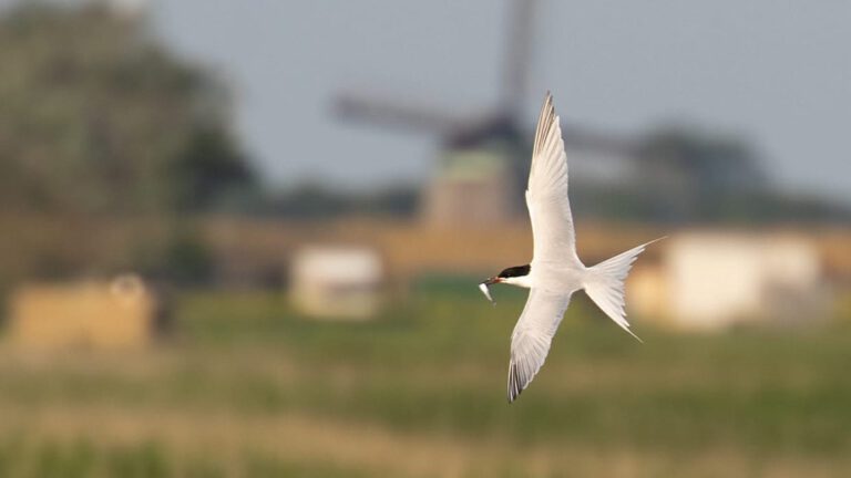Zondag vogelwandeling met Natuurmonumenten door Harger- en Pettemerpolder ๐