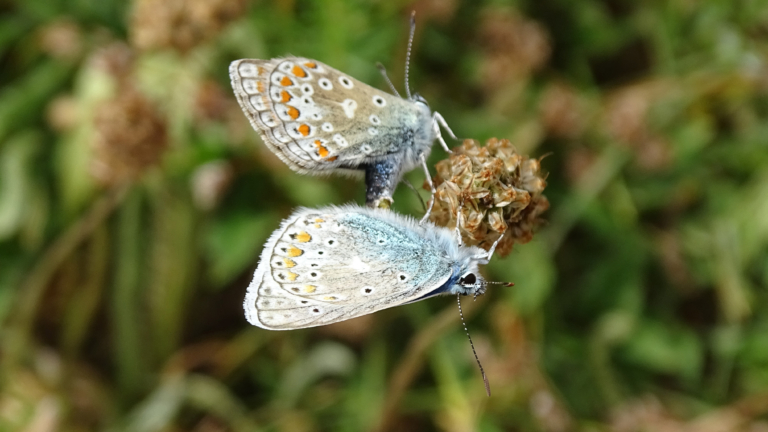 Zondag 26 juni is weer populaire Vlinderdag bij de Schaapskooi ๐