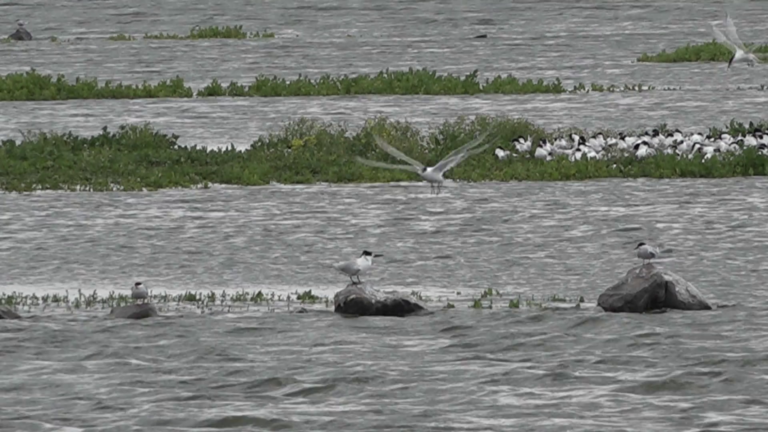 Grote kolonie grote sterns bij Camperduin uitgeroeid door vogelgriep