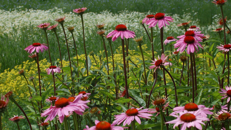 Gemeenten Heiloo en Bergen houden ideeënavonden voor groenere buurten 🗓