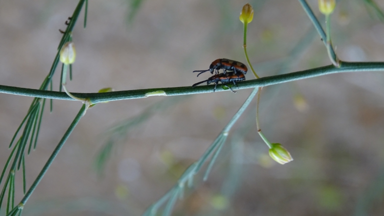 Wandeling langs bloeiende flora en bessenstruiken in Wimmenummerduinen met IVN-gids π