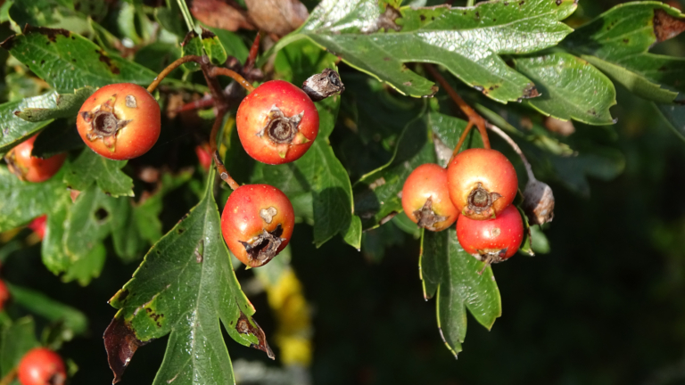 Wandeling langs bloeiende flora en bessenstruiken in Wimmenummerduinen met IVN-gids 🗓