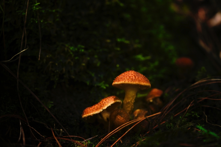 Paddenstoelenfestijn op 9 oktober bij Schaapskooi Bergen π