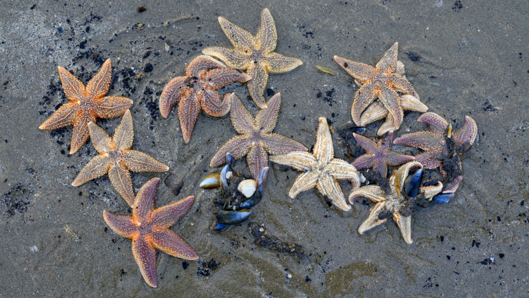 Doe mee aan de opruimactie van Het Groene Strand in Camperduin ๐