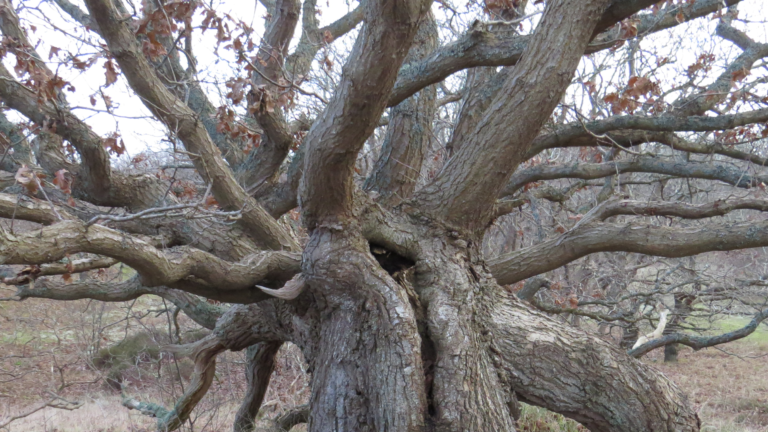 IVN organiseert op zondag 20 november Jutwandeling in Bergen aan Zee 🗓