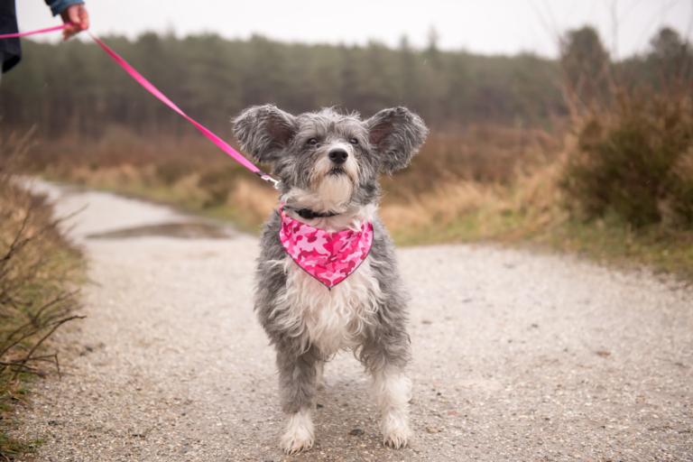 Boswachters van Staatsbosbeheer zoeken leukste hond van Schoorl π