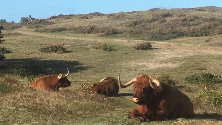 Educatieve wandeling met IVN-gids op 5 maart door de Bergense duinen ๐