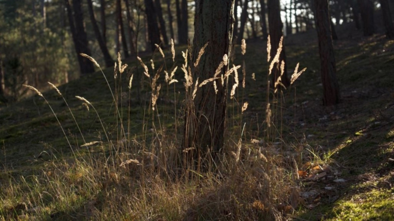 Leer fotograferen in de natuur bij Buitencentrum Schoorlse Duinen π