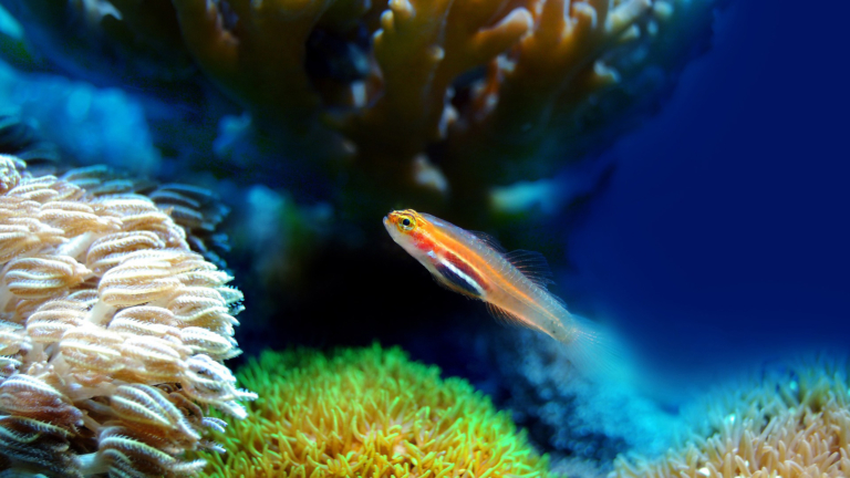 Aquariumliefhebbers kunnen hart op halen bij markt in Heerhugowaards buurthuis π