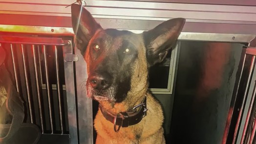 Inbreker wil vluchten, maar politiehond Mara is hem te snel af