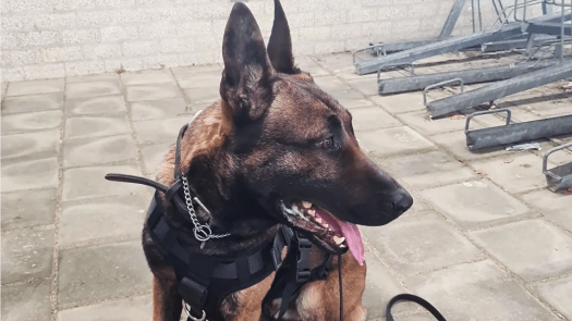 Verdachte van vernielingen en bedreiging in Heerhugowaard opgepakt in Noord-Scharwoude