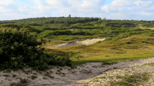 Vroeg eruit op Hemelvaartsdag: dauwtrappen door de Bergense duinen π