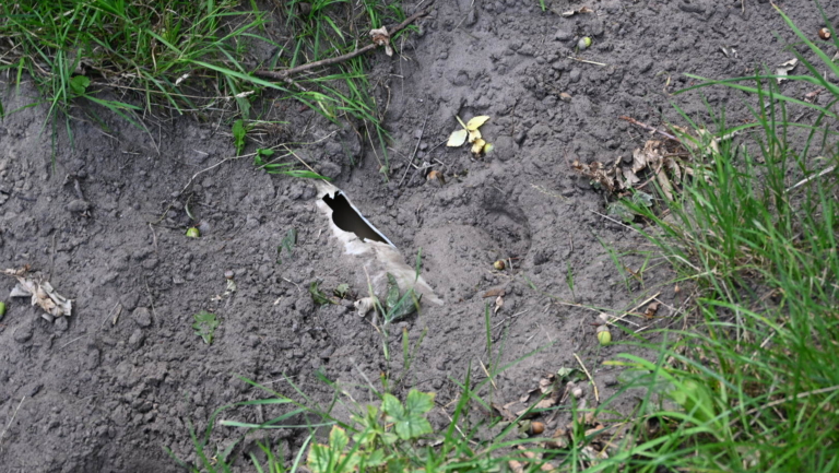 Gasleiding kapot in Egmond, vermoedelijke dader: een paard