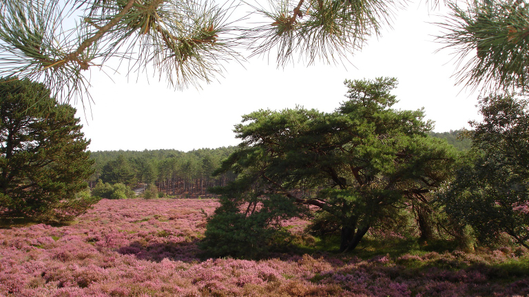 Winter vol werkzaamheden in de Schoorlse Duinen