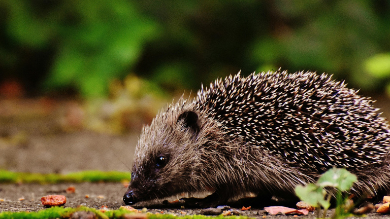 Alkmaarse campagne ‘Help de egel’ met egelsnelweg-actie: “Kan een groot verschil maken”
