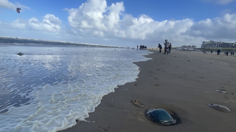 Storm Amy jaagt over Egmond aan Zee: “Even uitwaaien nu het nog kan”