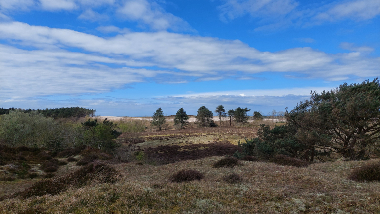 Landschap met weelderige groene vegetatie, verspreide bomen en een blauwe lucht met wolken.