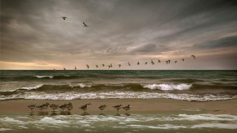 Vogels lopen op een zandstrand terwijl anderen erboven in formatie vliegen, met een bewolkte lucht en ruwe zee op de achtergrond.