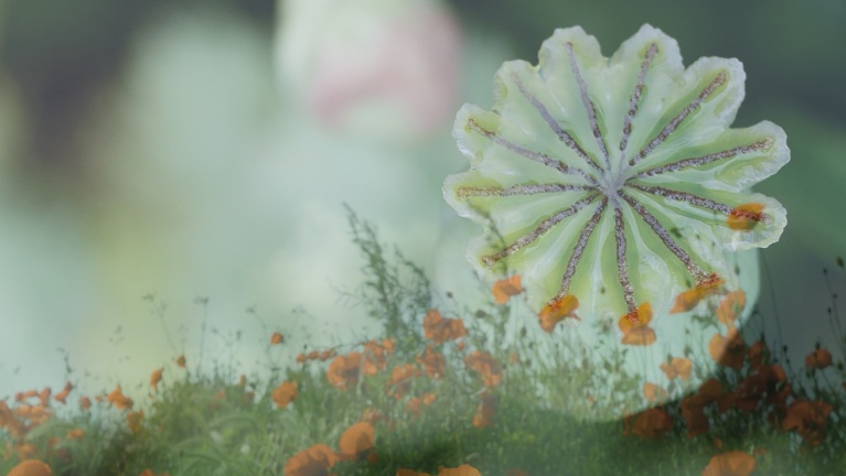 Bovenaanzicht van een papaverbol met oranje papavers in een bloemenveld, wazige groene achtergrond.